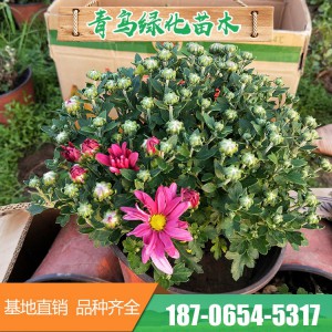 菊花花海 造型千頭菊花 青州千頭菊花花卉種植基地 菊花批發 常年供應菊花