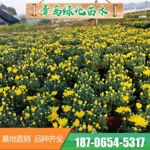 菊花花海 造型千頭菊花 青州千頭菊花花卉種植基地 菊花批發 常年供應菊花