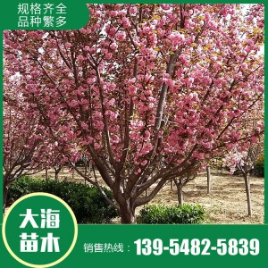 櫻花報(bào)價(jià) 櫻花樹苗 櫻花苗木基地 大海苗木批發(fā)櫻花