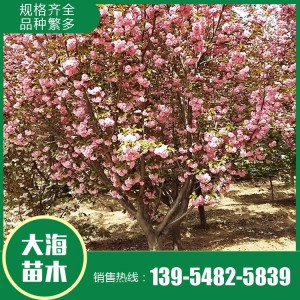 櫻花報(bào)價(jià) 櫻花樹苗 櫻花苗木基地 大海苗木批發(fā)櫻花