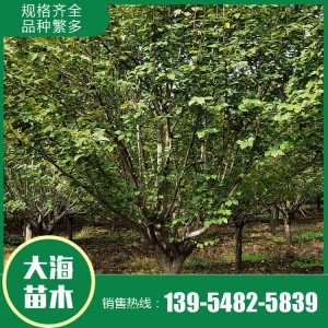 櫻花報(bào)價(jià) 櫻花樹苗 櫻花苗木基地 大海苗木批發(fā)櫻花