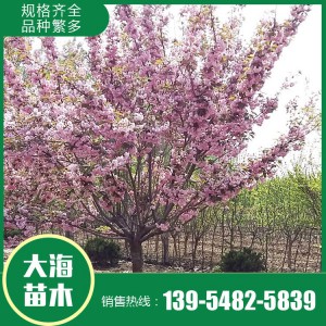 櫻花報(bào)價(jià) 櫻花樹苗 櫻花苗木基地 大海苗木批發(fā)櫻花