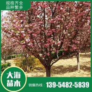 櫻花報(bào)價(jià) 櫻花樹苗 櫻花苗木基地 大海苗木批發(fā)櫻花
