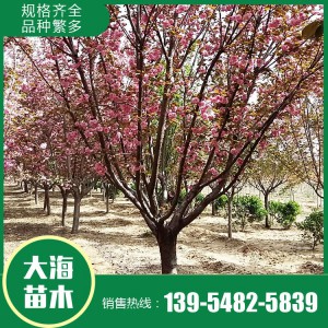 櫻花報(bào)價(jià) 櫻花樹苗 櫻花苗木基地 大海苗木批發(fā)櫻花