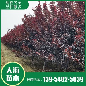 紅葉李批發 紅葉李銷售 紅葉李苗價格 樹形優美