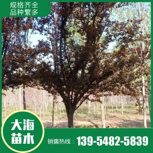 紅葉李批發 紅葉李銷售 紅葉李苗價格 樹形優美