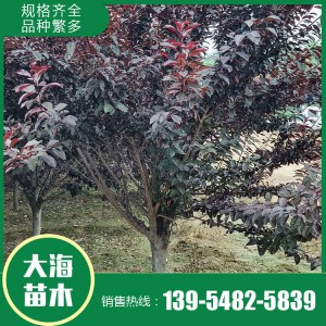 紅葉李批發 紅葉李銷售 紅葉李苗價格 樹形優美