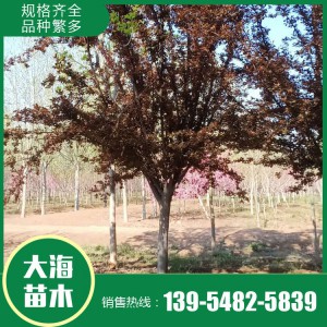 紅葉李批發 紅葉李銷售 紅葉李苗價格 樹形優美