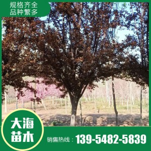 紅葉李批發 紅葉李銷售 紅葉李苗價格 樹形優美