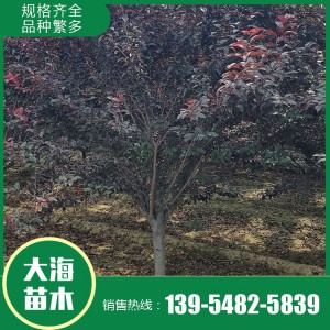 紅葉李批發 紅葉李銷售 紅葉李苗價格 樹形優美