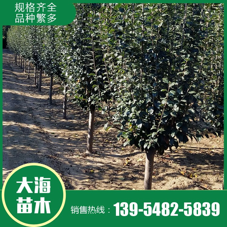 西府海棠批發(fā) 西府海棠 樹形優(yōu)美 基地直銷