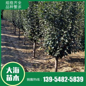 西府海棠批發 西府海棠 樹形優美 基地直銷