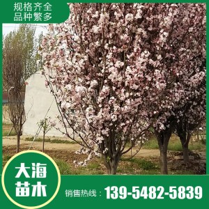 西府海棠批發 西府海棠 樹形優美 基地直銷