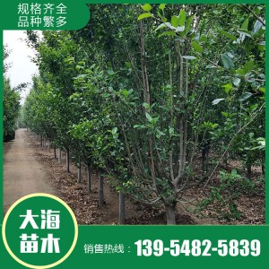 西府海棠批發 西府海棠 樹形優美 基地直銷