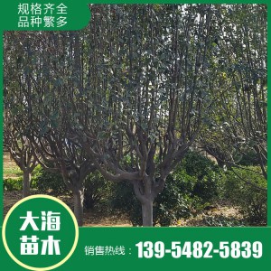 西府海棠批發 西府海棠 樹形優美 基地直銷