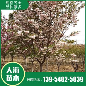 熱銷早櫻花苗 早櫻花苗批發(fā) 早櫻花苗銷售 量大批發(fā)價