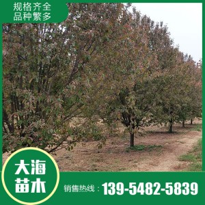 批發(fā)絢麗海棠 絢麗海棠種植基地 泰安絢麗海棠銷售 大海苗木