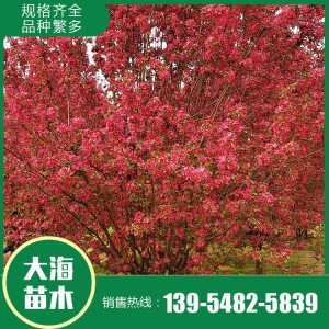 批發(fā)絢麗海棠 絢麗海棠種植基地 泰安絢麗海棠銷售 大海苗木