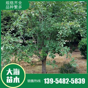 批發(fā)絢麗海棠 絢麗海棠種植基地 泰安絢麗海棠銷售 大海苗木