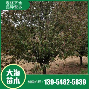 批發(fā)絢麗海棠 絢麗海棠種植基地 泰安絢麗海棠銷售 大海苗木