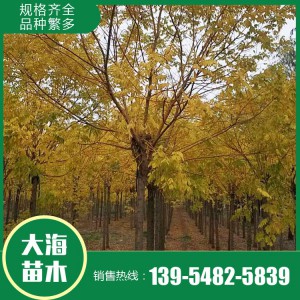 金枝槐 基地直銷 各種規格金枝槐 山東金枝槐銷售