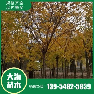 金枝槐 基地直銷 各種規格金枝槐 山東金枝槐銷售