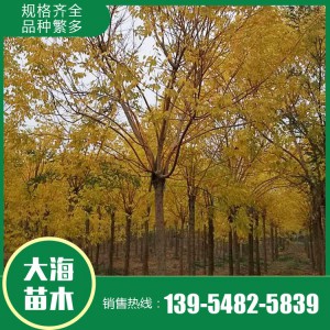 金枝槐 基地直銷 各種規格金枝槐 山東金枝槐銷售