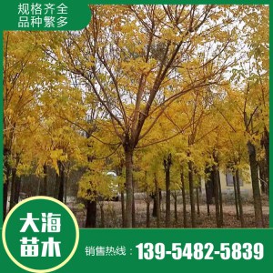 金枝槐 基地直銷 各種規格金枝槐 山東金枝槐銷售