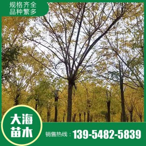 金枝槐 基地直銷 各種規格金枝槐 山東金枝槐銷售
