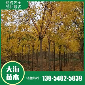 金枝槐 基地直銷 各種規格金枝槐 山東金枝槐銷售