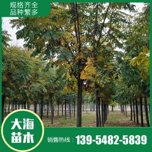 大海苗木批發欒樹苗 欒樹批發 欒樹價格