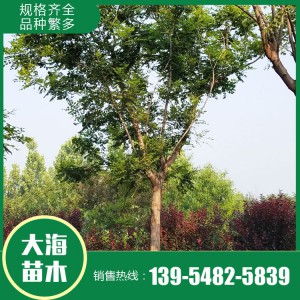 大海苗木批發欒樹苗 欒樹批發 欒樹價格