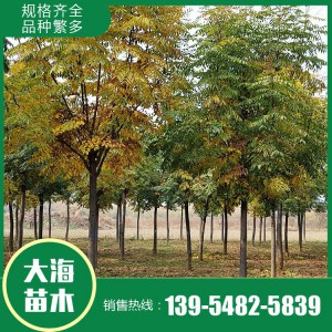 大海苗木批發欒樹苗 欒樹批發 欒樹價格