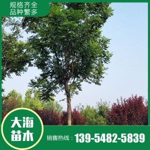 大海苗木批發欒樹苗 欒樹批發 欒樹價格