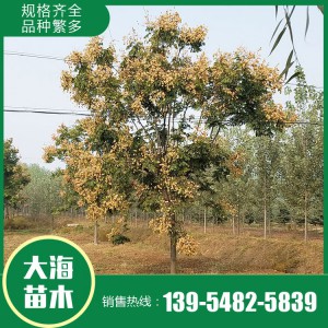 大海苗木批發欒樹苗 欒樹批發 欒樹價格