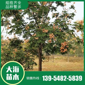 大海苗木批發欒樹苗 欒樹批發 欒樹價格