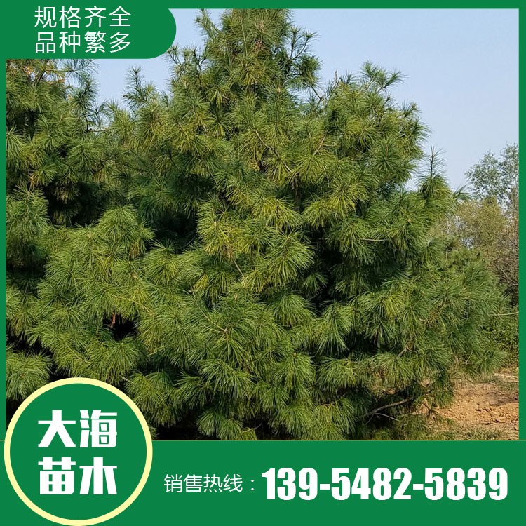 優(yōu)質華山松批發(fā) 存活率高 華山松基地直發(fā) 量大從優(yōu) 泰安大海苗木