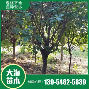 黃櫨基地 黃櫨價格 黃櫨批發 大海苗木