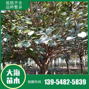 黃櫨基地 黃櫨價格 黃櫨批發 大海苗木