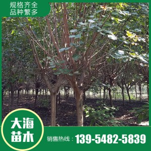 黃櫨基地 黃櫨價格 黃櫨批發 大海苗木