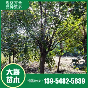 黃櫨基地 黃櫨價格 黃櫨批發 大海苗木