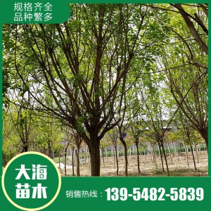 黃櫨基地 黃櫨價格 黃櫨批發 大海苗木