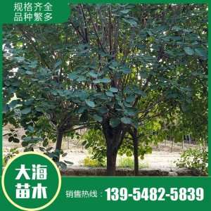 黃櫨基地 黃櫨價格 黃櫨批發 大海苗木