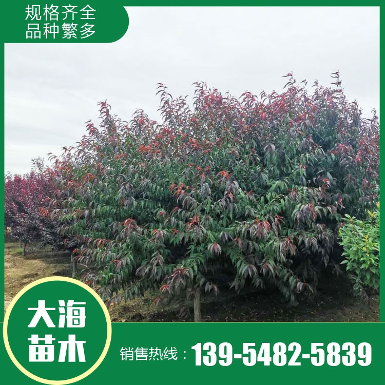 紅葉碧桃價格 基地直銷紅葉碧桃 現(xiàn)挖現(xiàn)賣紅葉碧桃