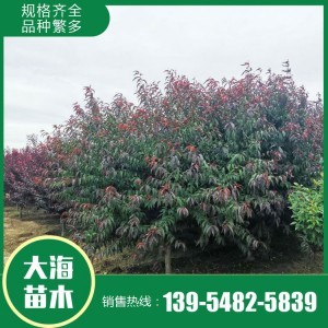 紅葉碧桃價格 基地直銷紅葉碧桃 現挖現賣紅葉碧桃