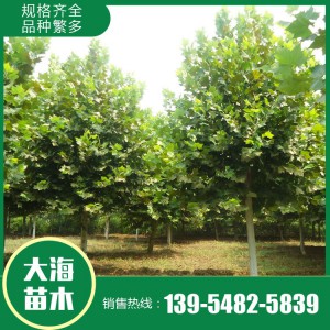 現(xiàn)貨供應(yīng)法桐 基地直銷法桐 法桐價格