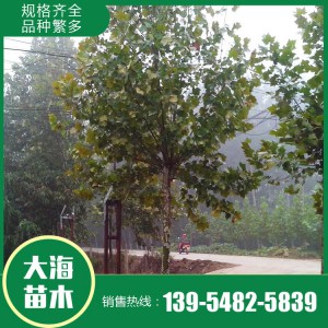 現(xiàn)貨供應(yīng)法桐 基地直銷法桐 法桐價格