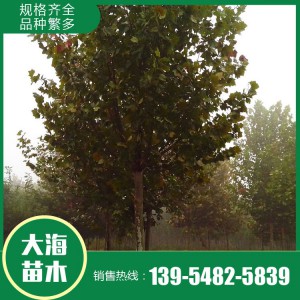 現(xiàn)貨供應(yīng)法桐 基地直銷法桐 法桐價格