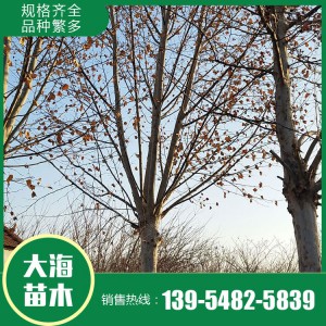 現(xiàn)貨供應(yīng)法桐 基地直銷法桐 法桐價格