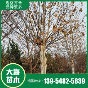 現(xiàn)貨供應(yīng)法桐 基地直銷法桐 法桐價格